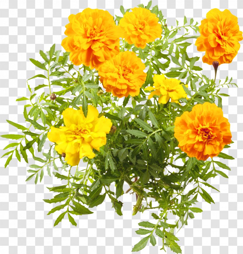 Sulfur Cosmos Cut Flowers Marigolds Annual Plant Subshrub - Flowering - Maroon Floral Transparent PNG