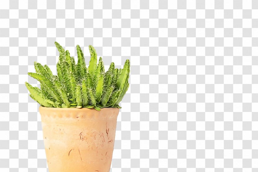 Flowerpot Herb Transparent PNG