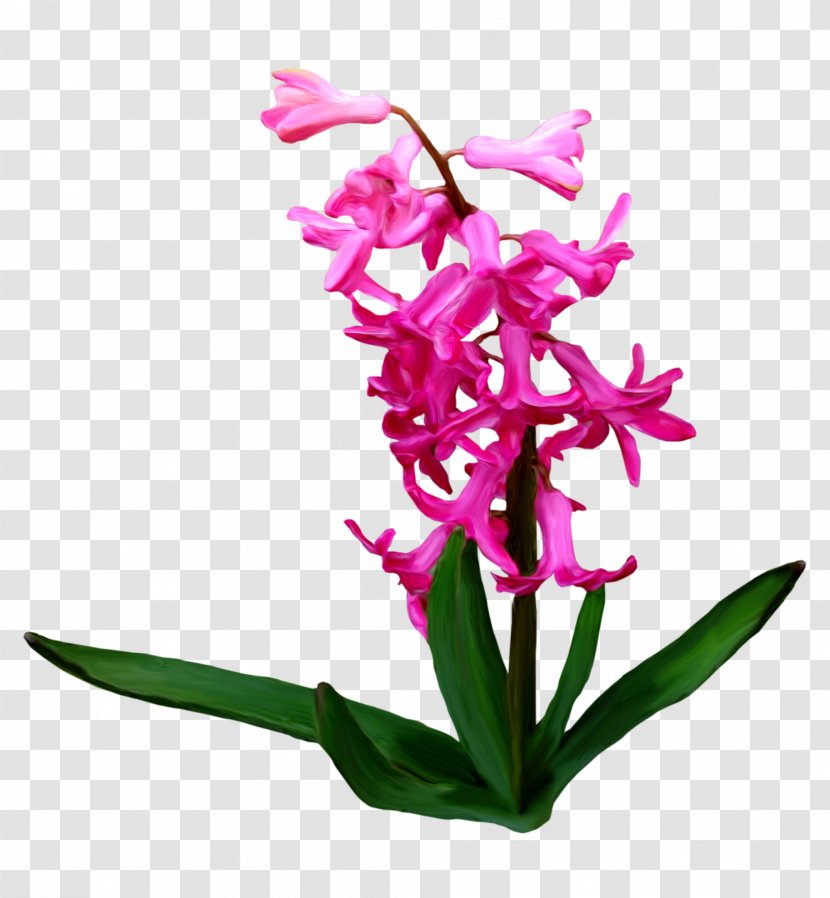 Flower Clip Art - Flowering Plant - Ps Floral Creative Decorative Material Transparent PNG