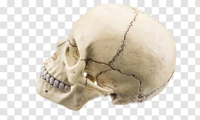 Stock Photography Skull Royalty-free - Royaltyfree Transparent PNG