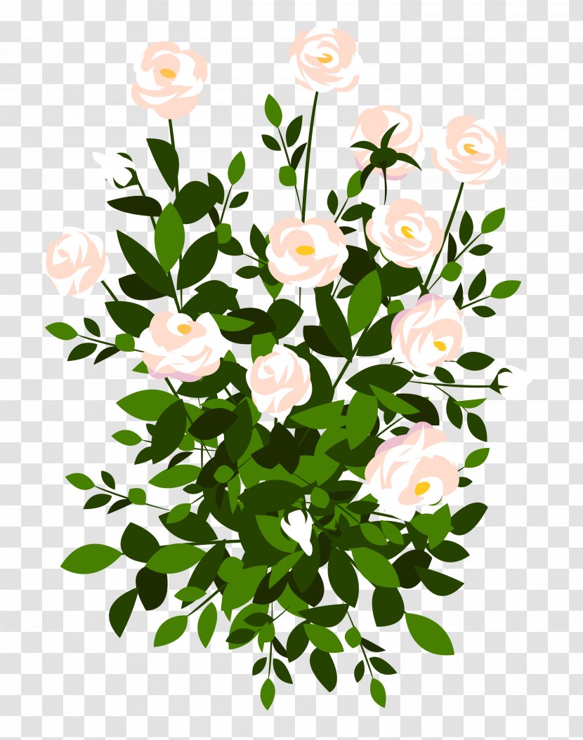 Rose Stock Illustration Royalty-free Clip Art - Garden Roses - Whte Bush Clipart Picture Transparent PNG