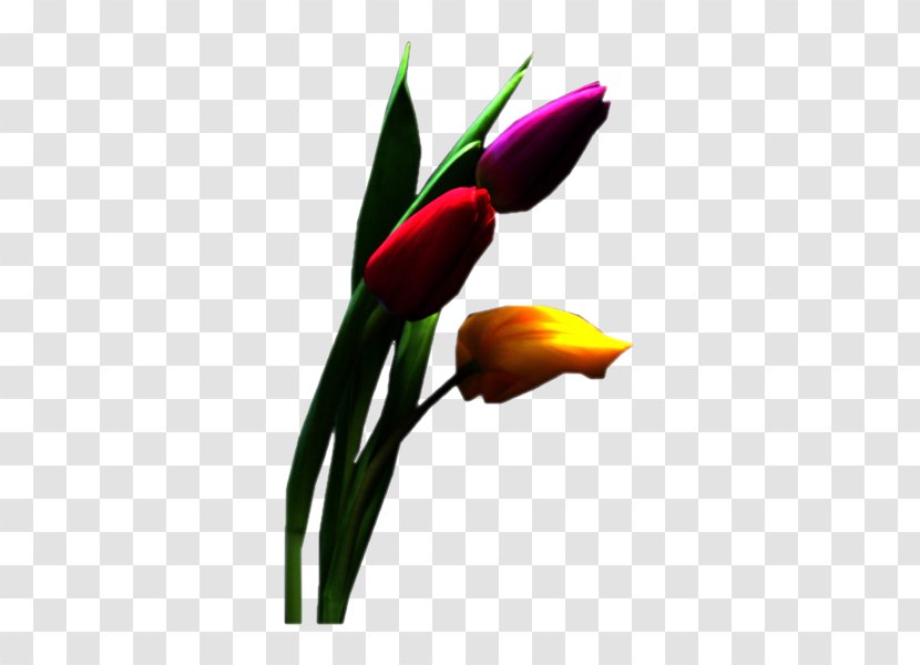 Tulip Cut Flowers Petal Blume - Plant Stem Transparent PNG