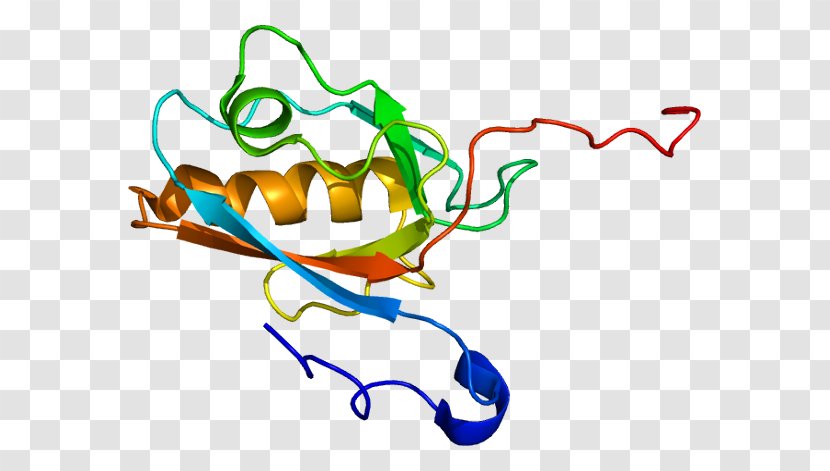 USH1C Usher 1C Protein Gene PDZ Domain - Pdz Transparent PNG
