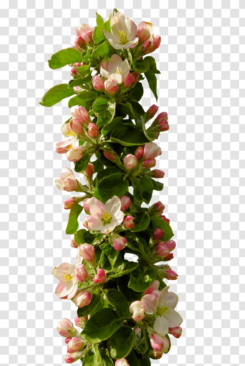 Floral Design Blossom - Image Resolution - Flower Transparent PNG