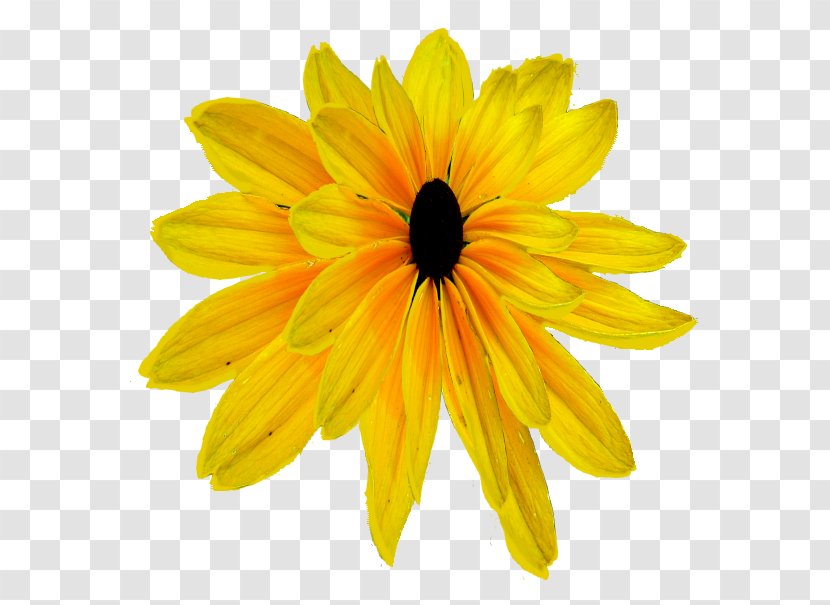 Daisy Family Chrysanthemum Transvaal Common Sunflower - Orange Flower Transparent PNG