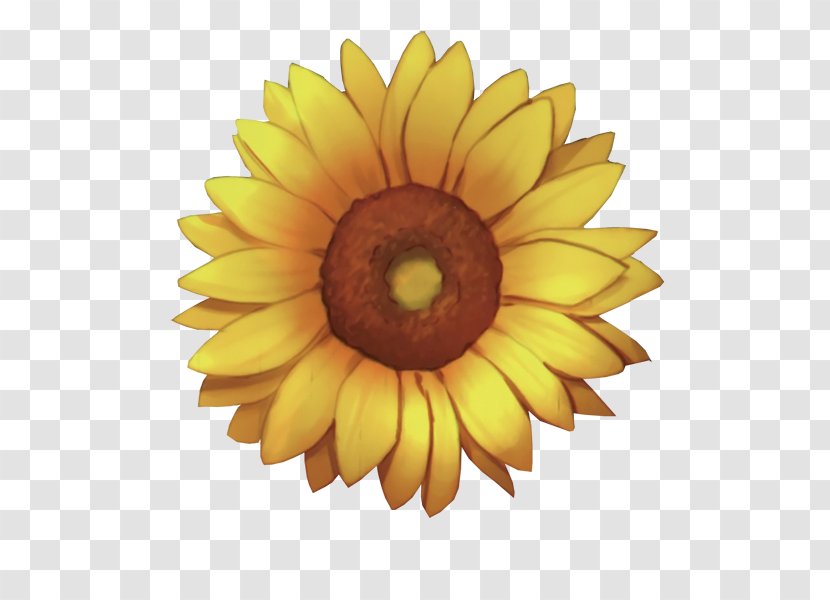 Common Sunflower - Daisy Family - Sunshine Transparent PNG