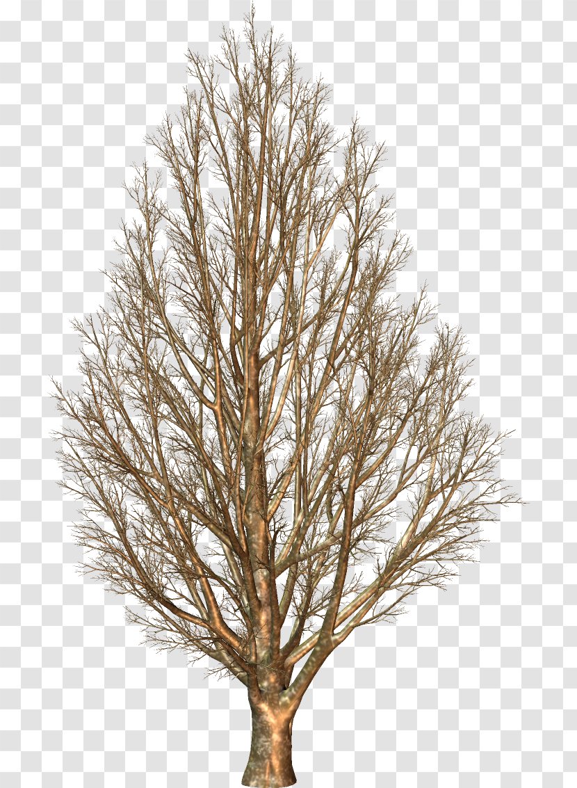 Larch - Branch - Twig Transparent PNG