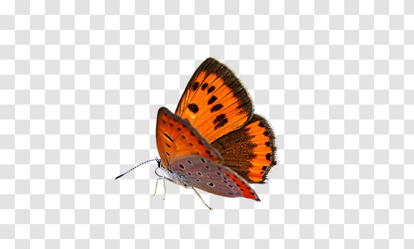 Butterfly Dither - Brush Footed Transparent PNG