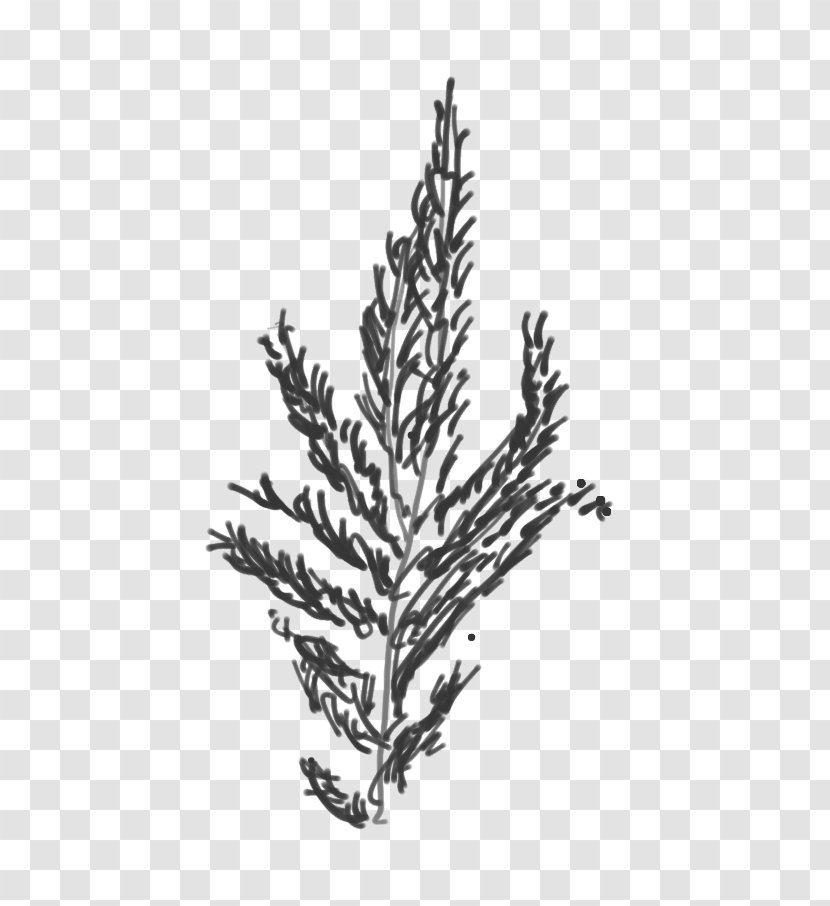 Norway Spruce Tax Law Keyword Tool Tree - Decoration Transparent PNG
