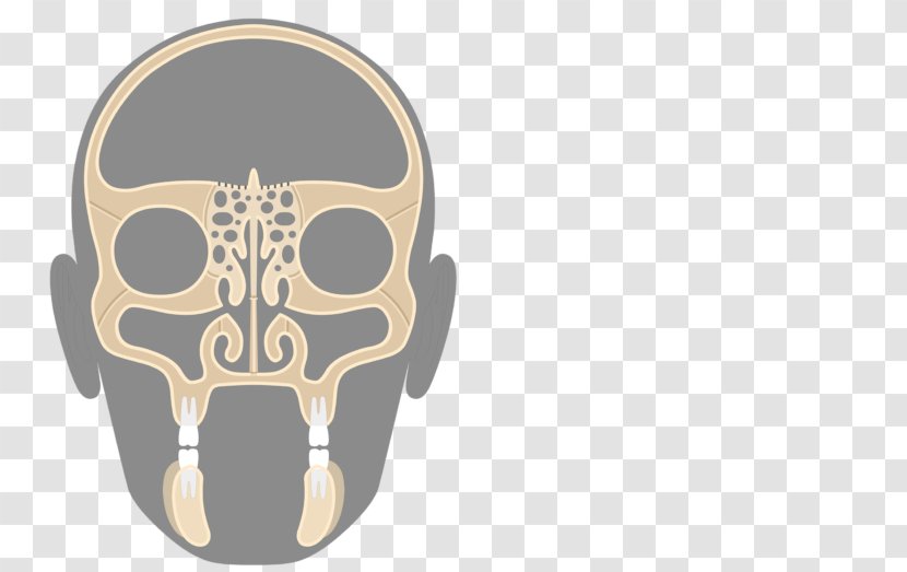 Skull Maxilla Ethmoid Bone Sinus - Cartoon - Lateral View Transparent PNG