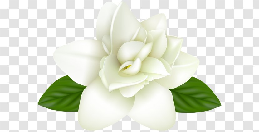 Image Photography JPEG Flower - Sacred Lotus - Black And White Transparent Transparent PNG