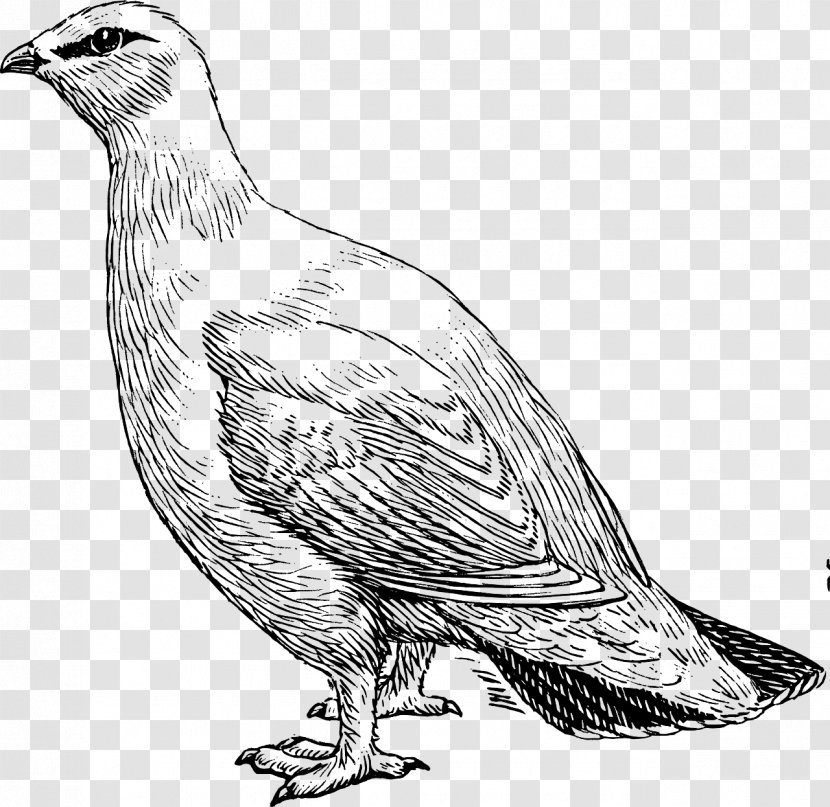 Willow Ptarmigan Rock Park City Clip Art - Fowl - Pigeon Transparent PNG