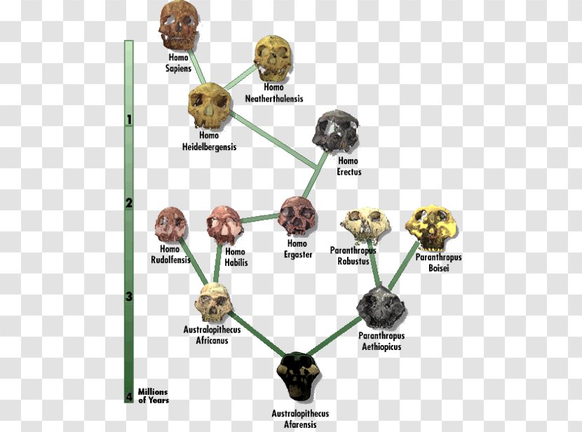 Neanderthal Human Evolution Diagram Chart - Phylogenetic Tree - Common Chimpanzee Brain Size Transparent PNG