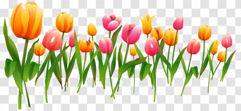 Tulip Flower Clip Art - Cut Flowers - March Transparent PNG