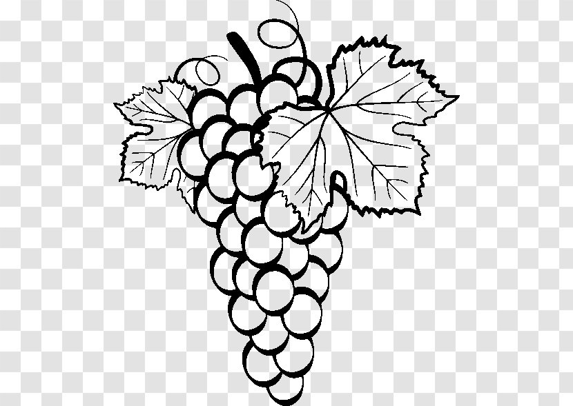 Common Grape Vine Drawing Clip Art - Symmetry Transparent PNG
