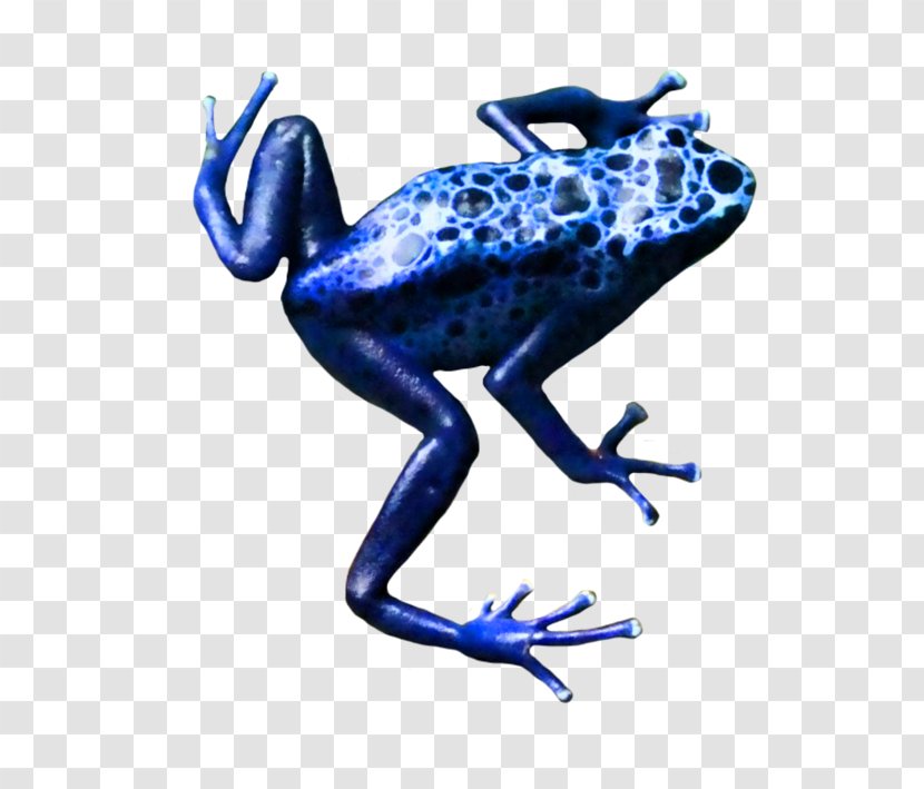 Toad True Frog Tree Blue Poison Dart - Ranidae Transparent PNG