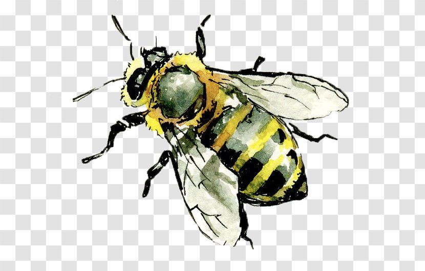 Western Honey Bee Hornet Insect Worker Transparent PNG