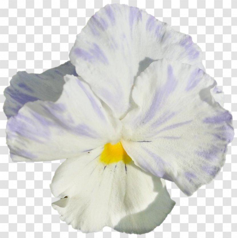 Pansy Morning Glory - Iris Family - Flowering Plant Transparent PNG