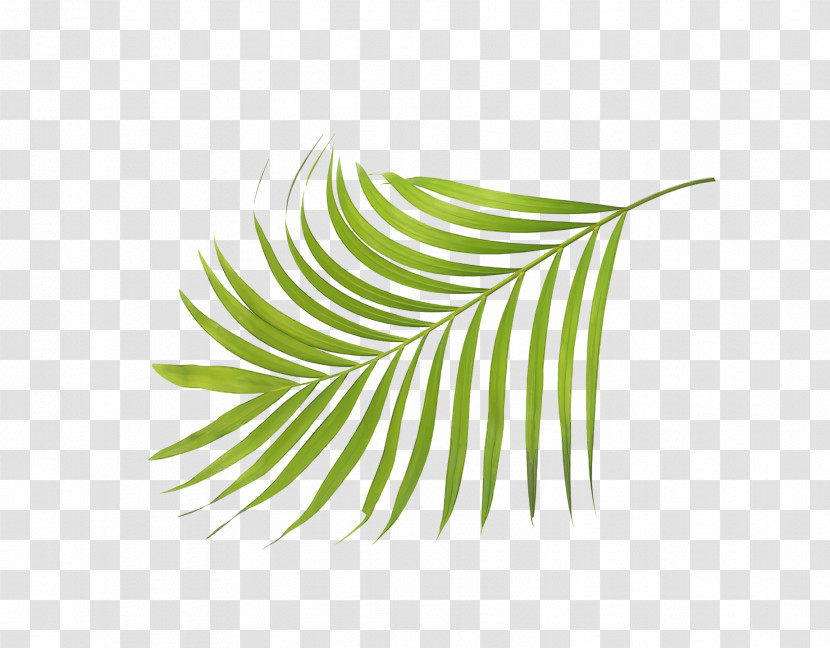 Leaf Plant Stem Grasses Green Line Transparent PNG