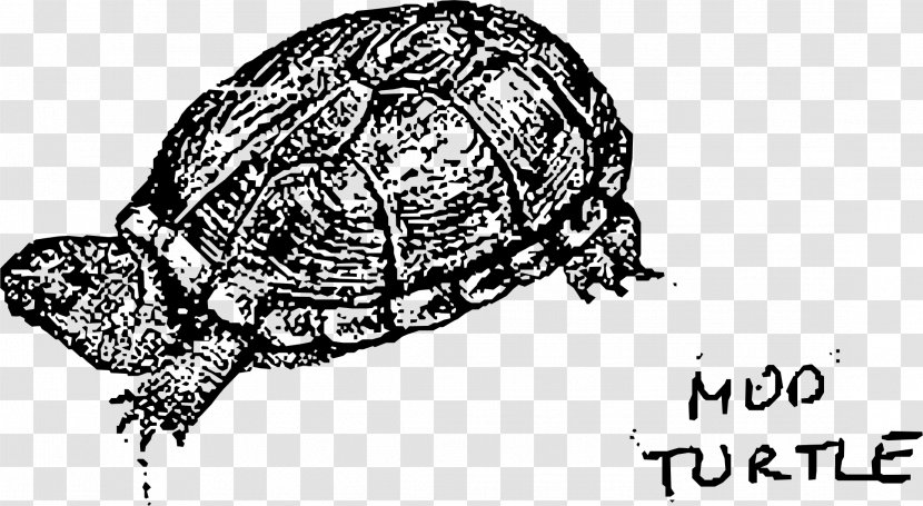 Box Turtle Reptile Tortoise Sea - Headgear Transparent PNG