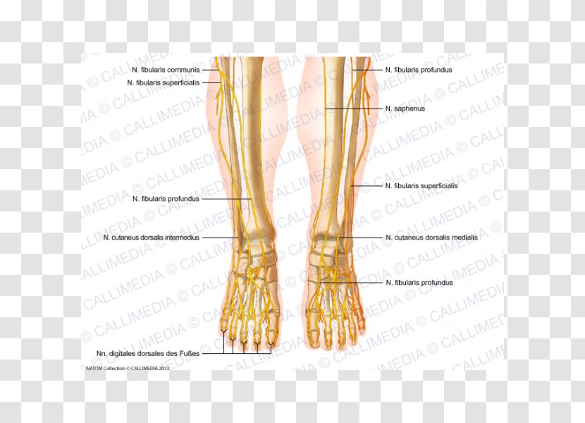Common Peroneal Nerve Peroneus Longus Foot Superficial - Silhouette - Abdomen Anatomy Transparent PNG