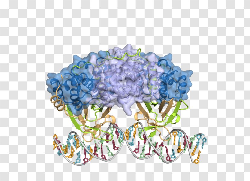 Department Of Molecular Biology And Genetics - Protein Science - Park Structural BiologyScience Transparent PNG