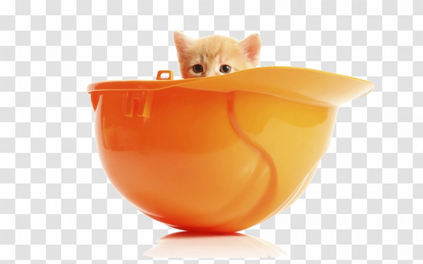 Kitten Siberian Cat Havana Brown Food Litter Trays Transparent PNG