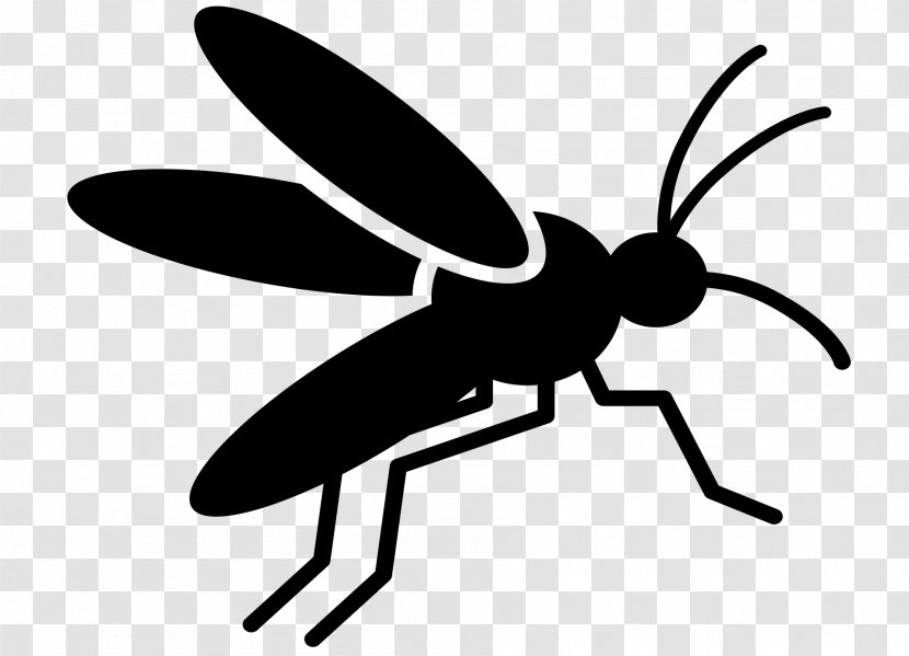 Mosquito-borne Disease Insect Vector - Dengue Transparent PNG