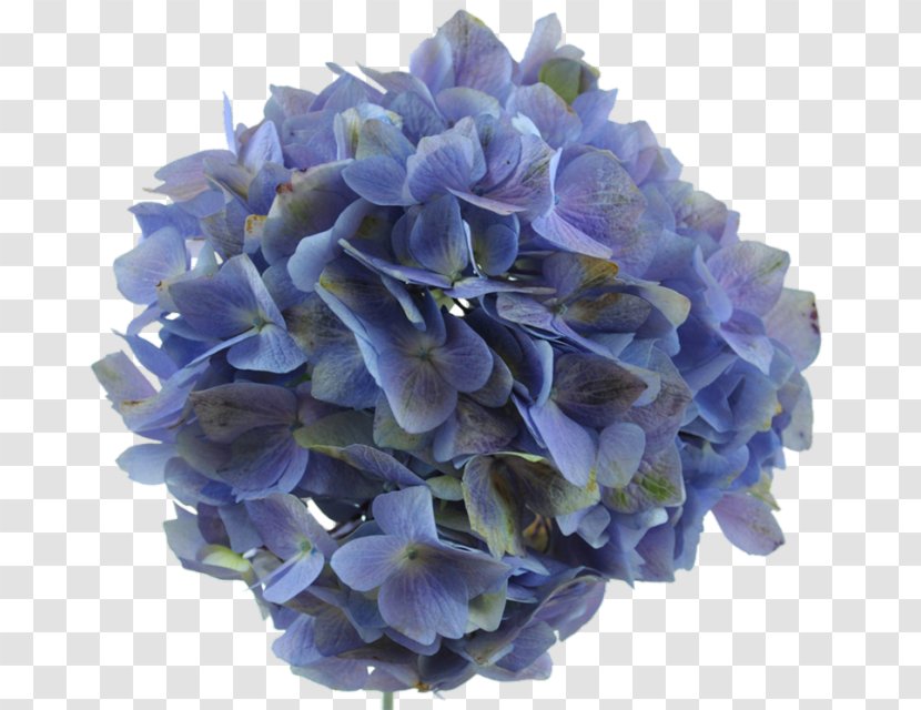 Hydrangea Lavender Flower Blue Purple - Hydrangeaceae Transparent PNG