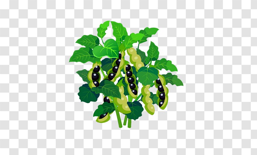 Pea Euclidean Vector Plant - Branch - Pod Transparent PNG