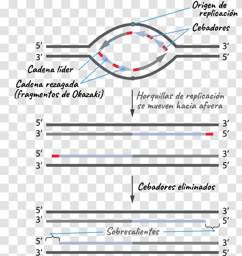 DNA Replication Telomere Origin Of Fork Telomerase - Khan Academy - Biologia Simbolo Transparent PNG