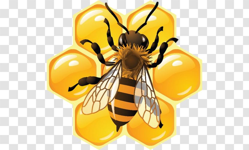Honey Bee Honeycomb Food - Erlearen Dantza Transparent PNG