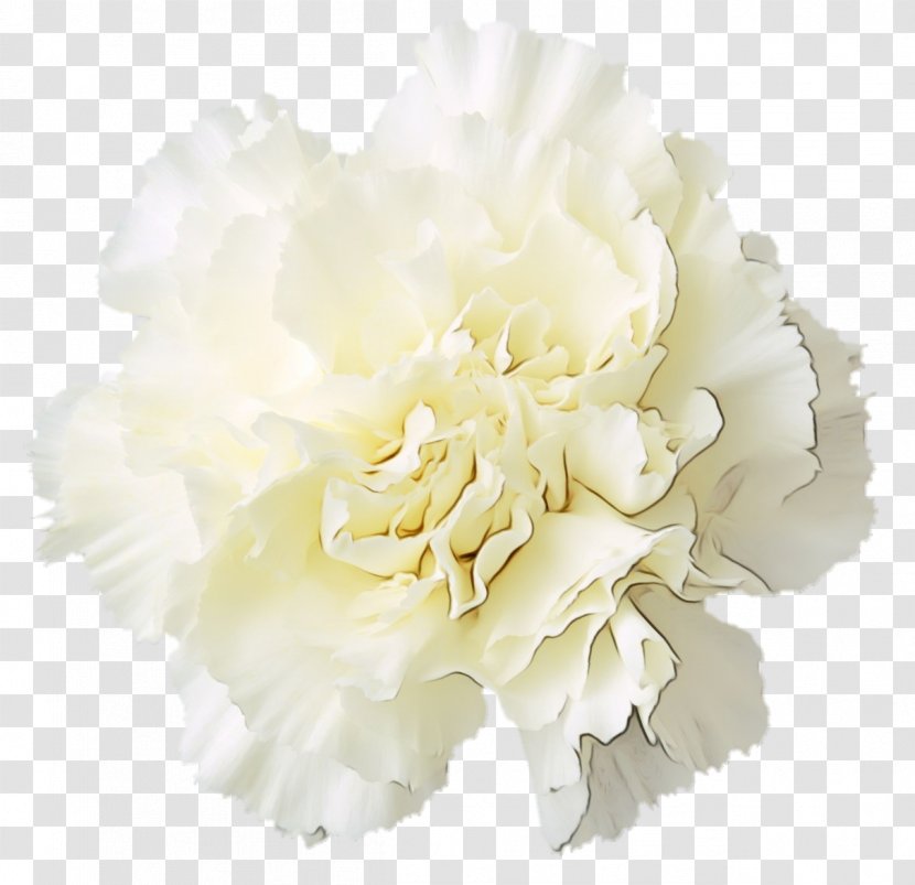 White Flower Cut Flowers Petal Plant - Paint - Chinese Peony Carnation Transparent PNG