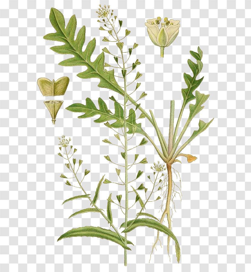 Shepherd's Purse Herb Annual Plant Rosette - Cochlearia - Klsebursa Transparent PNG
