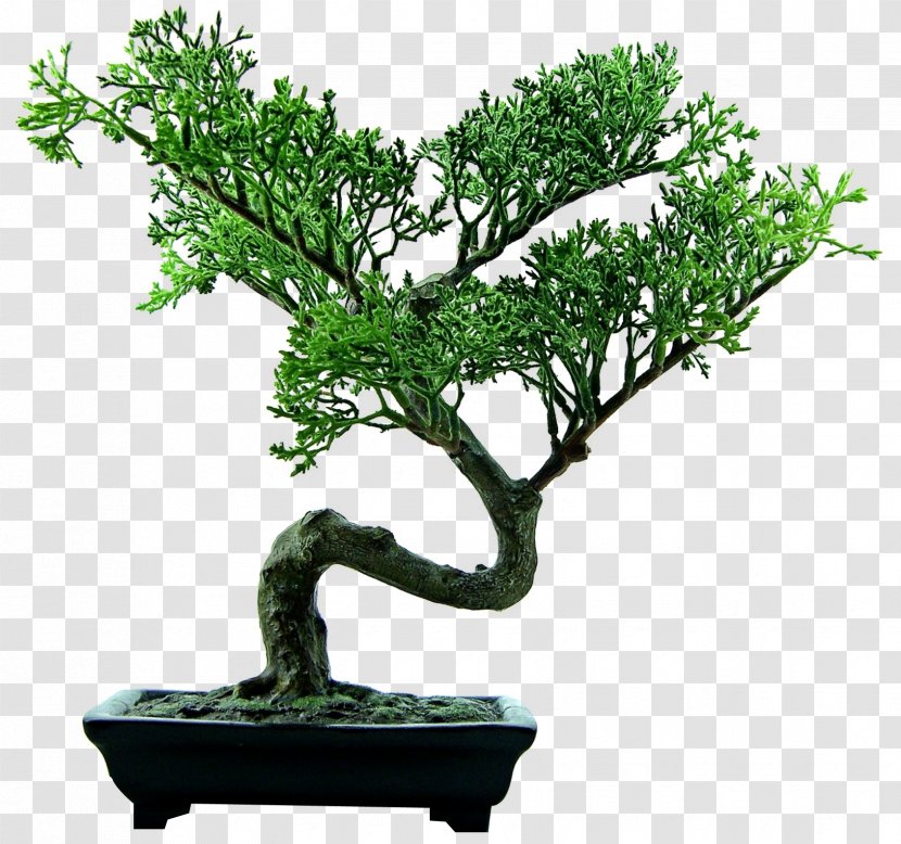 I Eat Plants For A Living Gratitude Honest Where Ive Been That Is All - Sageretia Theezans - Bonsai Tree Transparent PNG