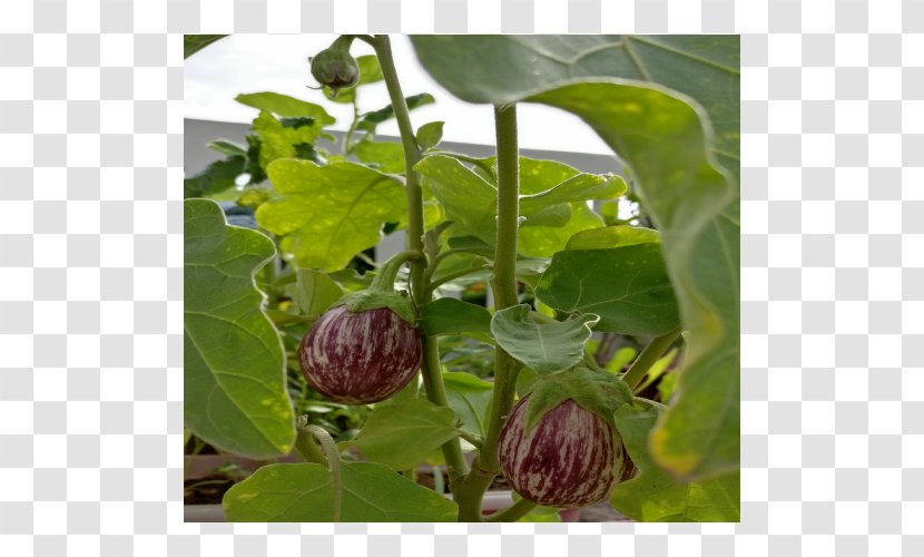 Eggplant Seed Vegetable Hybrid Fruit Transparent PNG