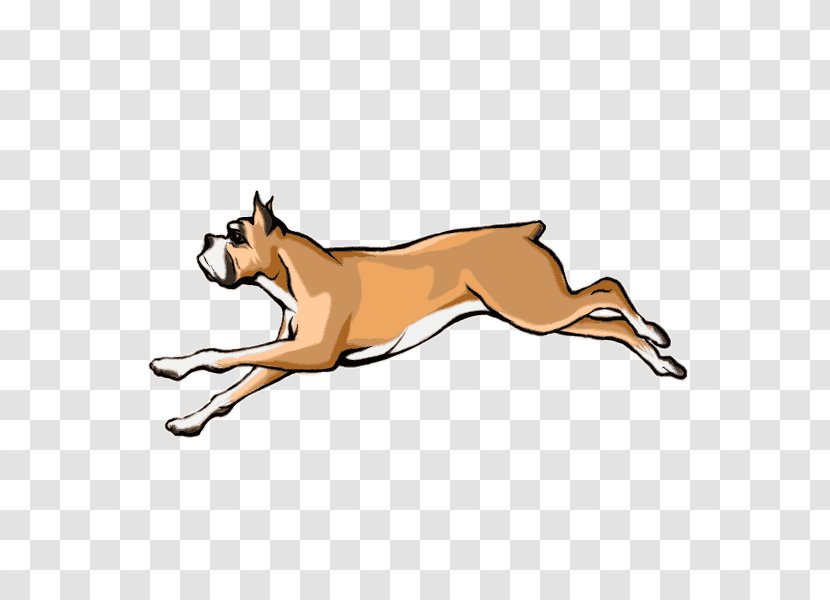 Dog Breed Boxer Cat Leash Snout - Carnivoran - Draw Transparent PNG
