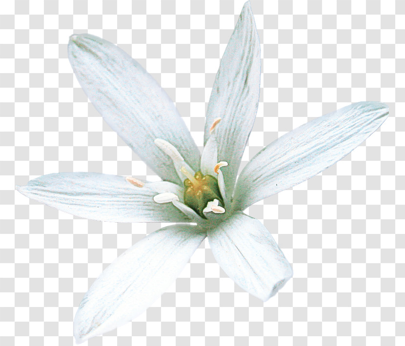 White Petal Flower Plant Wildflower Transparent PNG