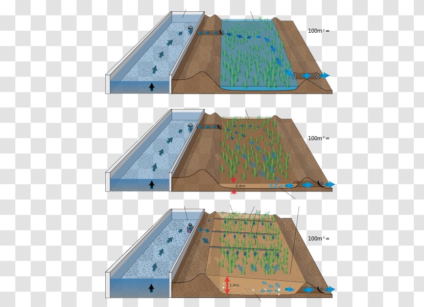 Sewage Treatment Reed Bed Wastewater Pond Biologinen Vedenpuhdistus - Leisure Transparent PNG