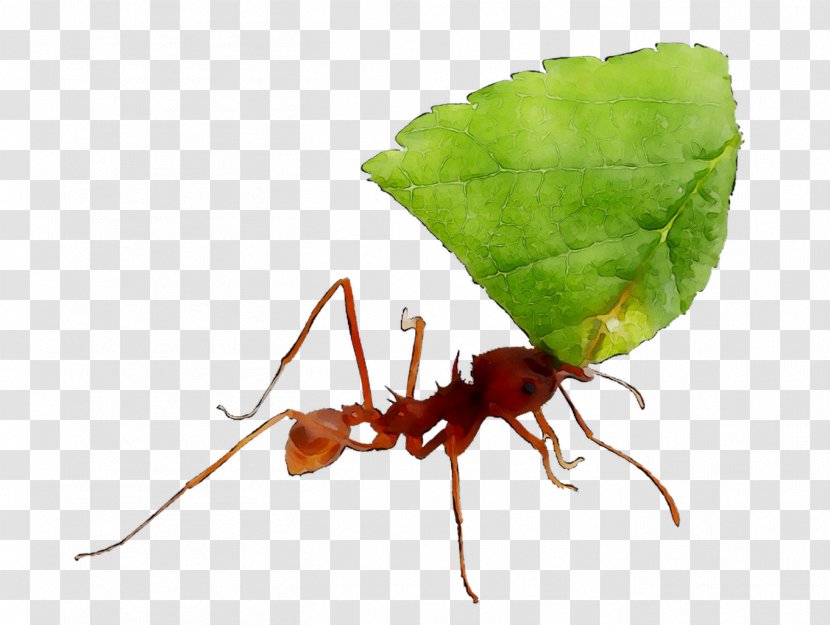 Ant IFRS Latin America Normas Internacionales De Contabilidad International Financial Reporting Standards Specia Gourmet - Insect - Agriculture Transparent PNG