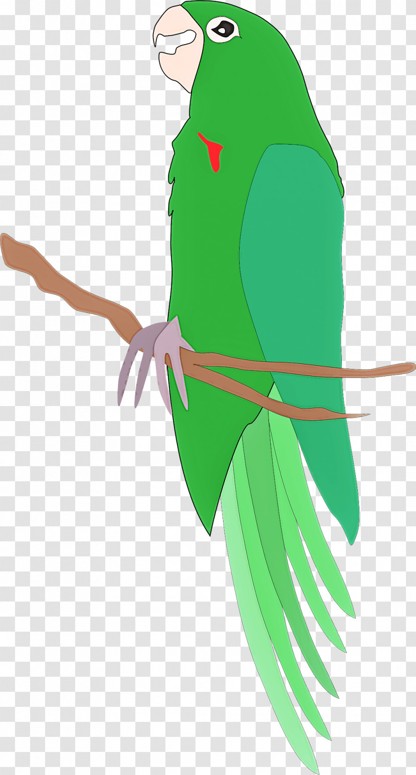 Green Parrot Parakeet Leaf Bird Transparent PNG