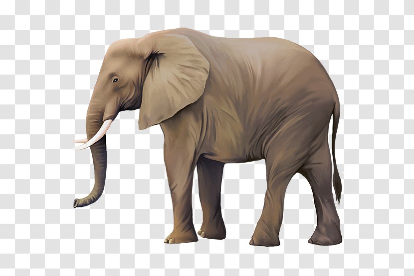 Asian Elephant Clip Art - Mammal - Realism Vector Transparent PNG