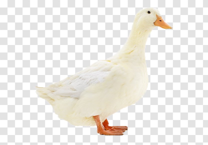 Egg Cartoon - Hunting Decoy - Mallard Transparent PNG