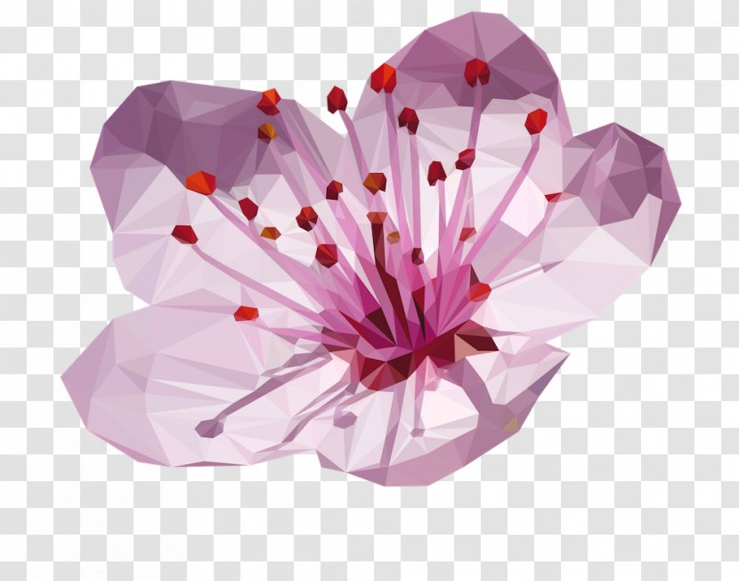 Cherry Blossom Flower Plum Japan - Magenta Transparent PNG