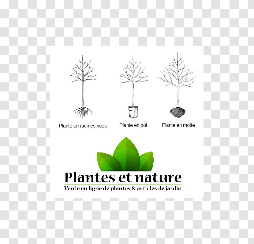 Logo Brand Tree Font Grasses - Grass - Prunier D'ente Transparent PNG