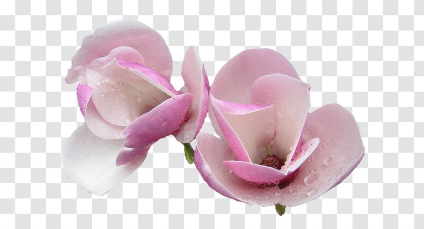 Magnolia Cut Flowers - Lilac - Flower Transparent PNG