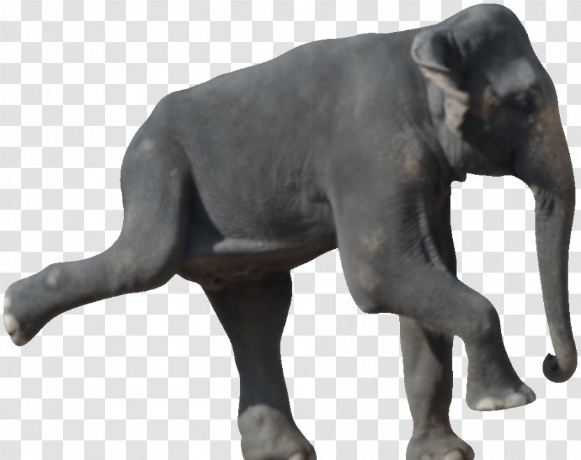 Indian Elephant African Die 50 Besten Bewegungsspiele Für Senioren Wildlife Terrestrial Animal - Snout - India Transparent PNG