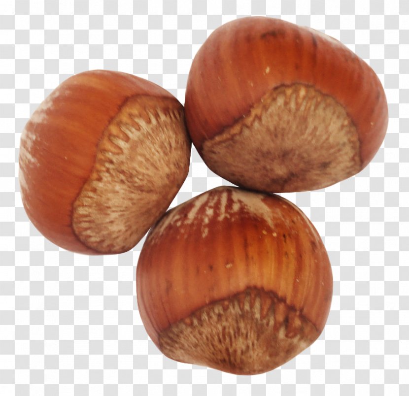 Hazelnut Vegetable Oil Common Hazel - Nuts Seeds Transparent PNG