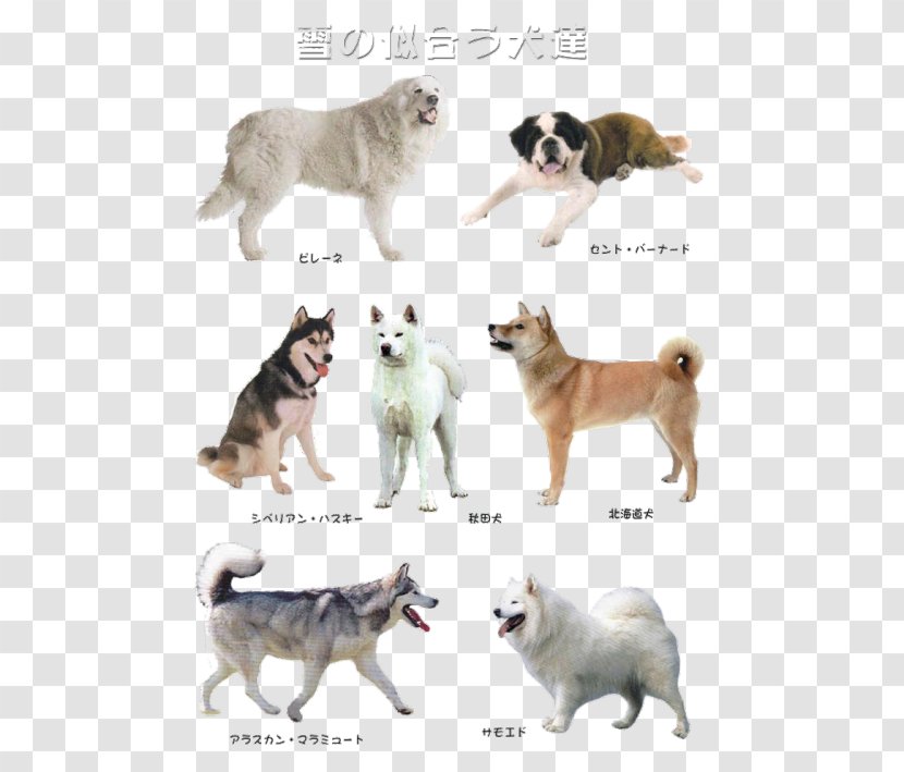 Dog Breed Siberian Husky Greenland Alaskan Malamute Norwegian Elkhound - Dogs Running Transparent PNG