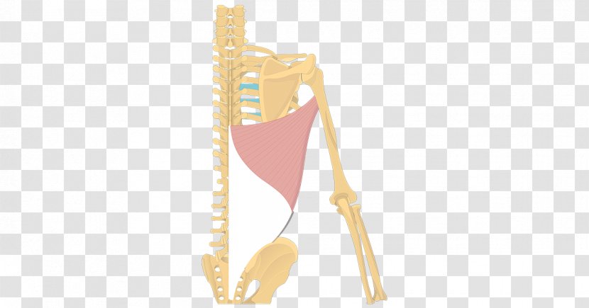 Shoulder Latissimus Dorsi Muscle Origin And Insertion Anatomy - Nerve - Skeleton Transparent PNG